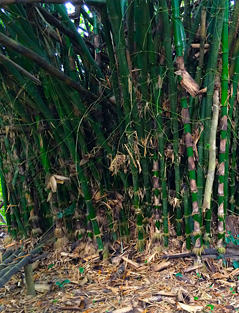 pfe_forest_bamboo